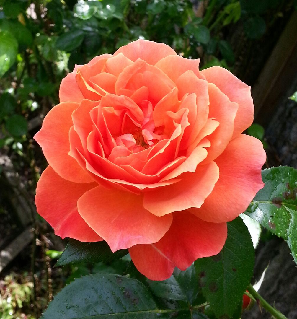  photo 20140622_133514-1_zpsdhhd0bl6.jpg